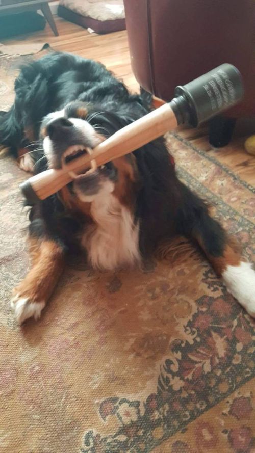 Подборка забавных животных