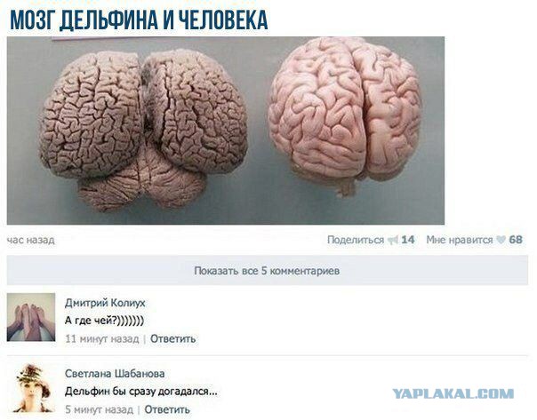 Смешные комментарии из социальных сетей 06.10.2017