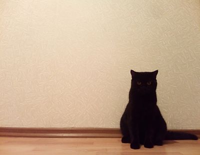 Котовторник  10.10.2017