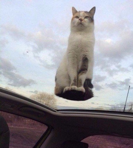 Коты и Кошки