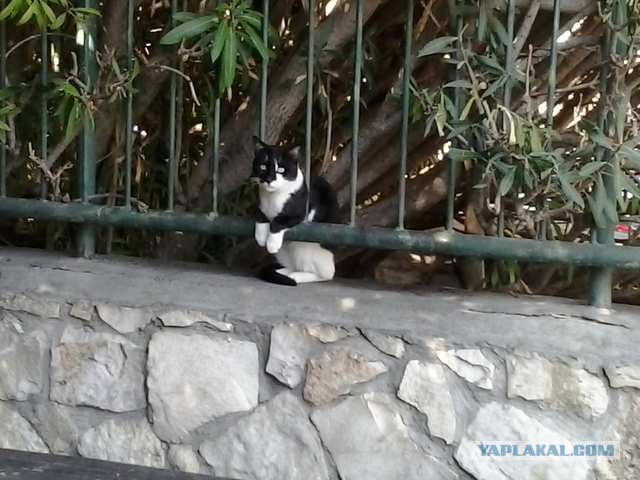 Котовторник  14.11.2017