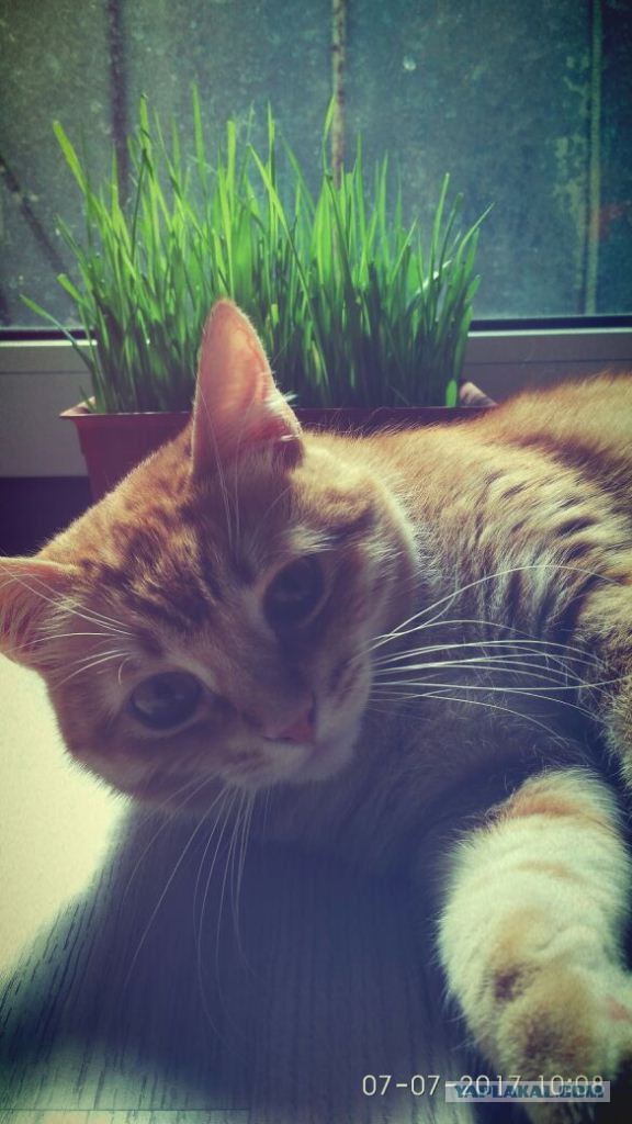 Котовторник 28.11.2017