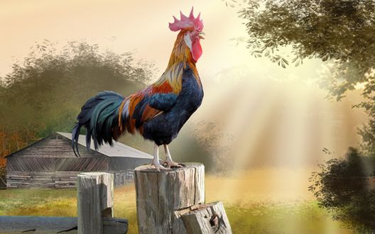 Гопникус вульгарис или гопота типичная, обыкновенная