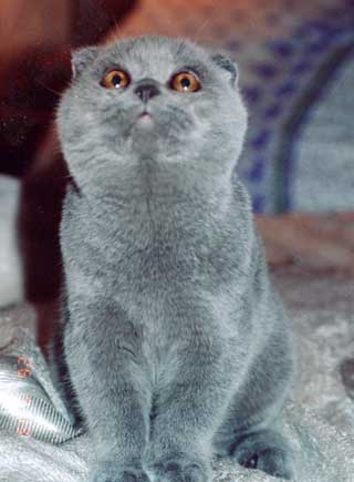 Котомет на вторник (15.04.2008)