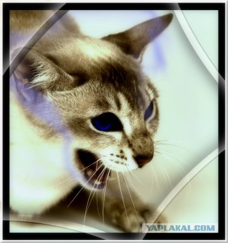 Котовторник на ЯПлакалъ (15.07.2008)