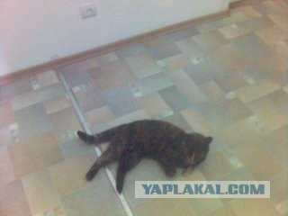 Даёшь Котовторник на ЯПе! (29.07.08)