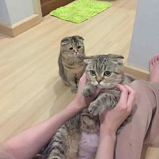 Прикольных котов пост