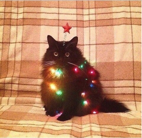Прикольных котов пост