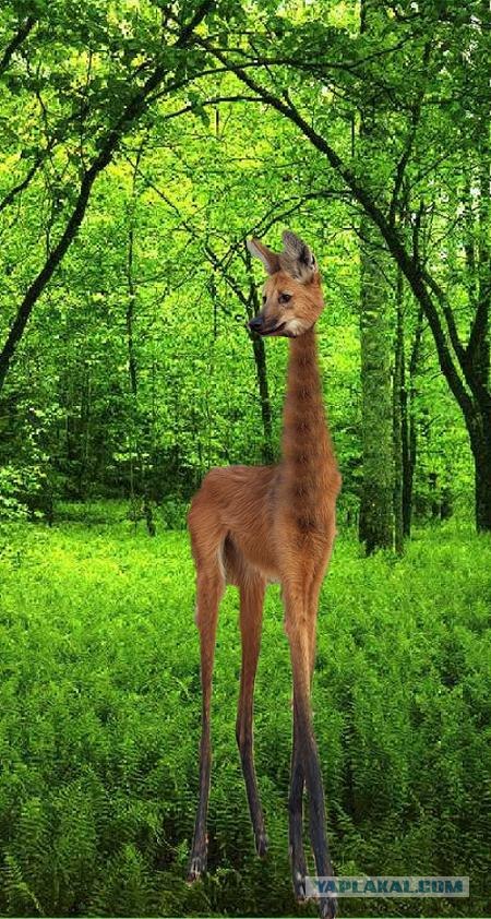 Неведома зверушка или фотошоп?