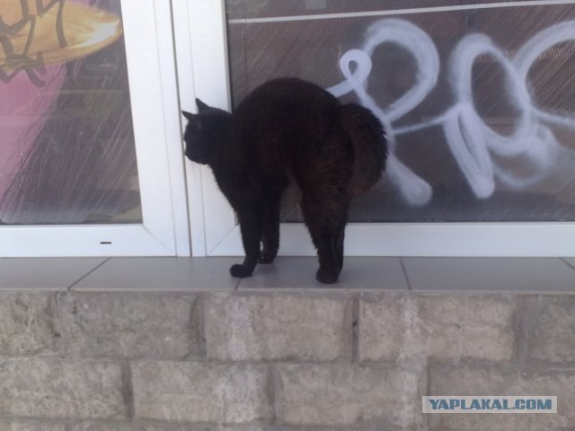 Первый котовторник июля