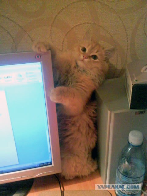 Супер-котофото на котовторник