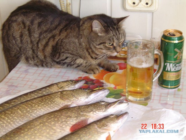 Котовторник (начало в супермаркете!)