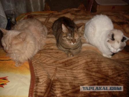 Котовторник!