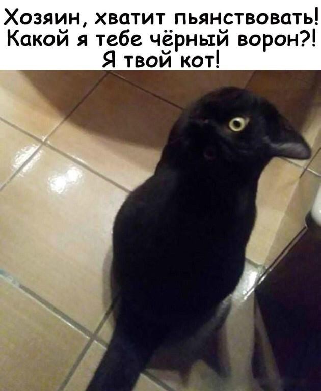 Человек не зря одомашнил кошек