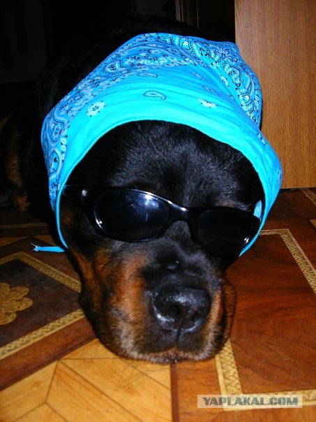 Собакочетверг!