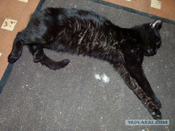 Котовторник 30.10.2012