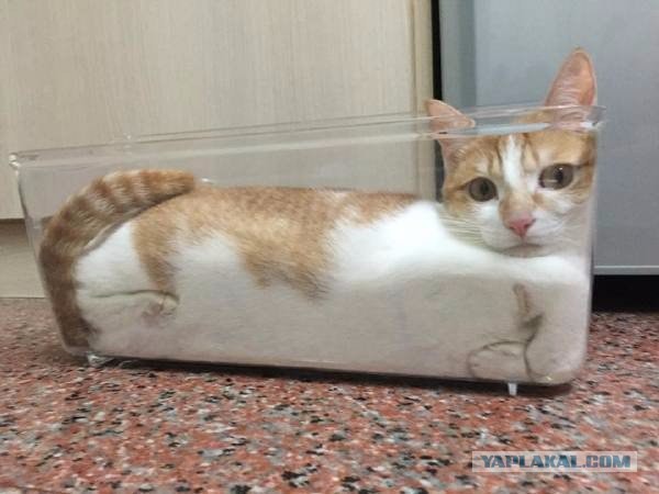 Коты - это жидкость