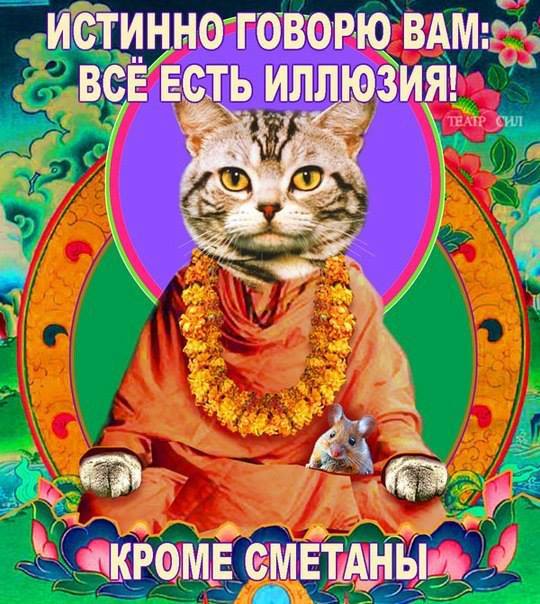 Самый теплый и ламповый кот