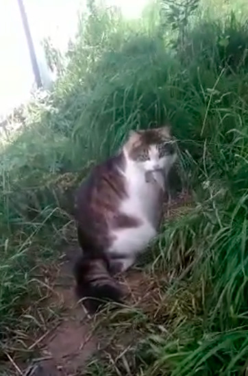 Про котов