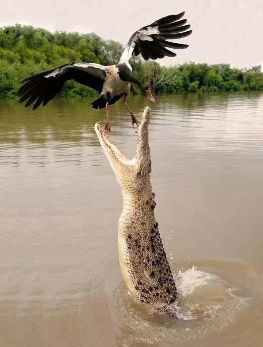 Неудачная попытка жителей Уганды сделать селфи с нильским крокодилом