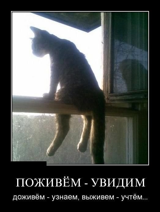 Картинки с надписями и котами