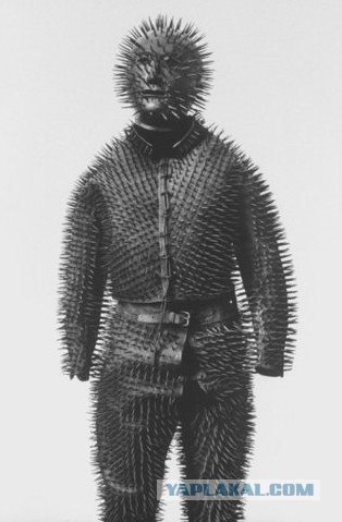 Шотландский вислоухий просится на обнимашки