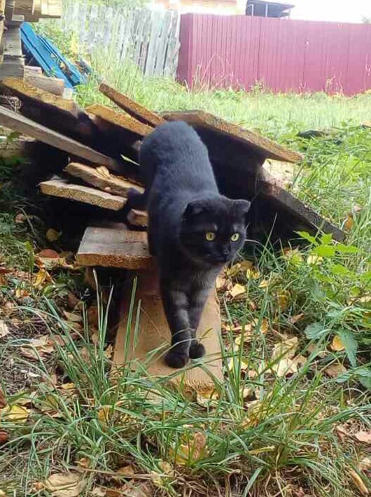 Мой самый первый КОТовторник!