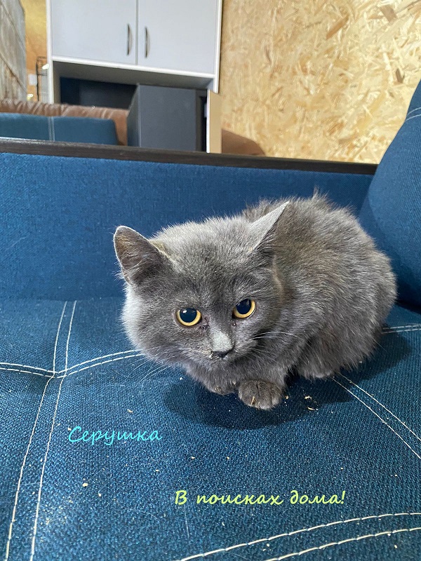 Жизнь домашнего приюта "Котоленд" 315