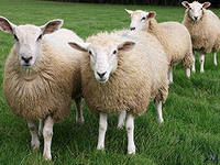 Ночные пассажиры