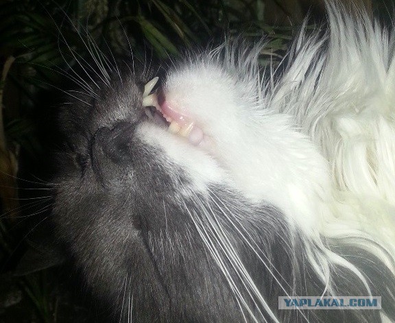 Котовторник 23.04.2013