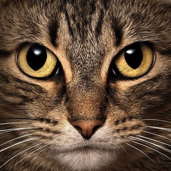 Что такое котик