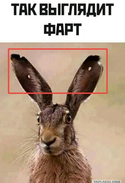 Заяц, который смог!