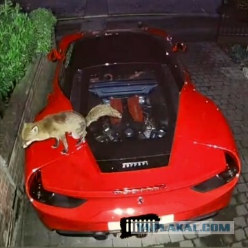 Оценила Ferrari