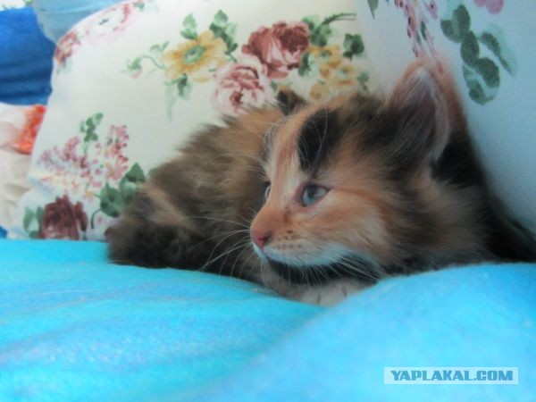 Котовторник 04.06.2013