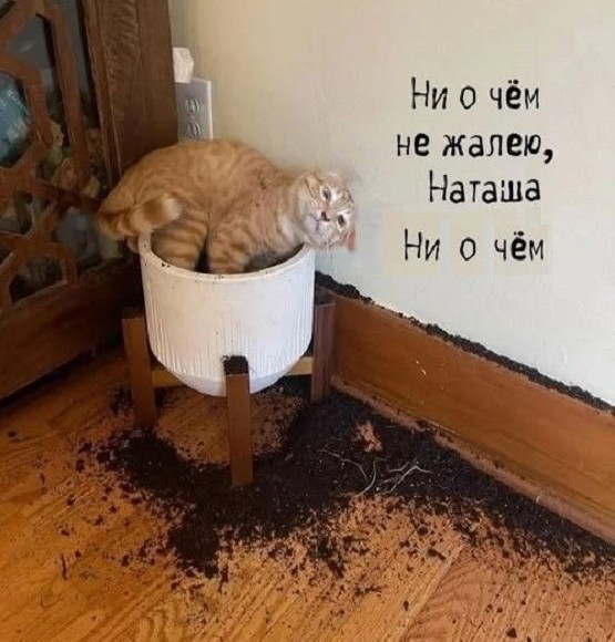 1 марта - день котов и кошек