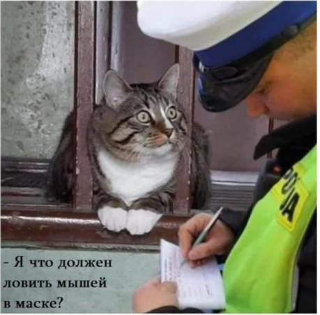 Усы, лапы и хвост его документы