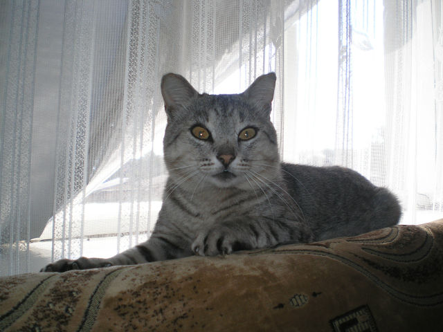 Котовторник 9.07.2013
