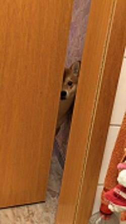 Кошковое