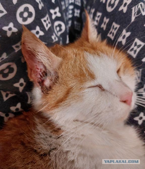 Котовторник! И я теперь дважды раб