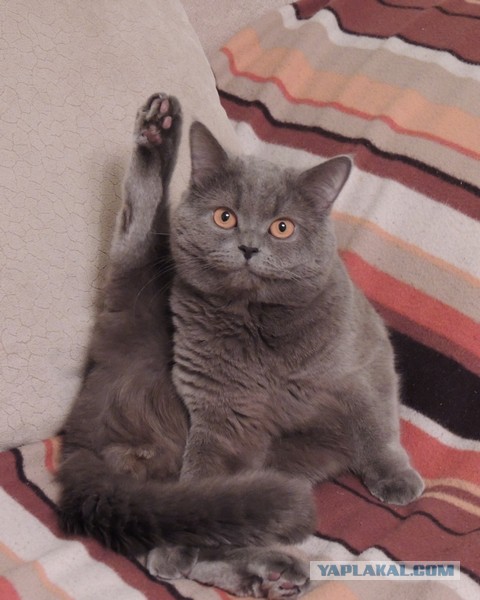 Котовторник  10.12.2013