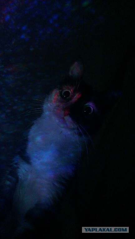 Котовторник  28.01.14