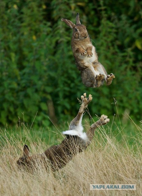 Правда про зайцев