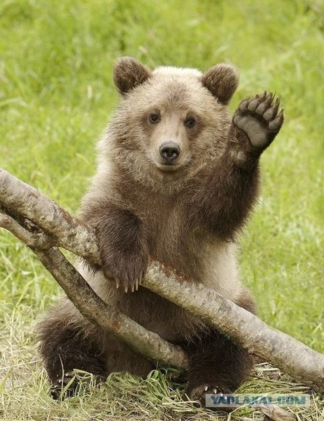 А как Вы воспитываете своего медведя?