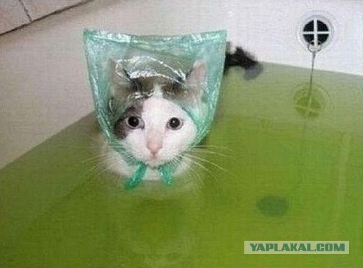 Мокрые девчонки