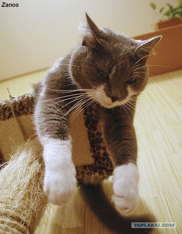 Кошка по имени Мышь