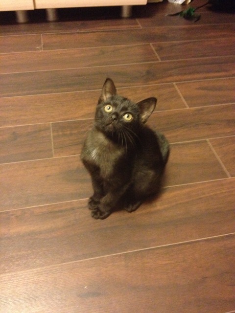 Котенок в хорошие руки