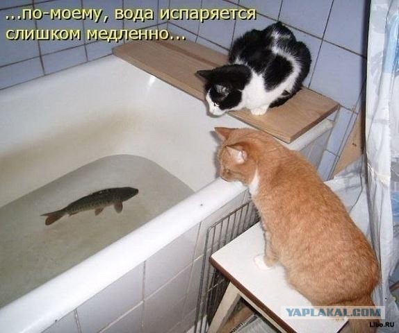 Котовторник однако