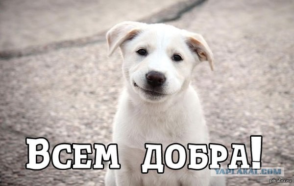Следователи нашли собаку-поводыря
