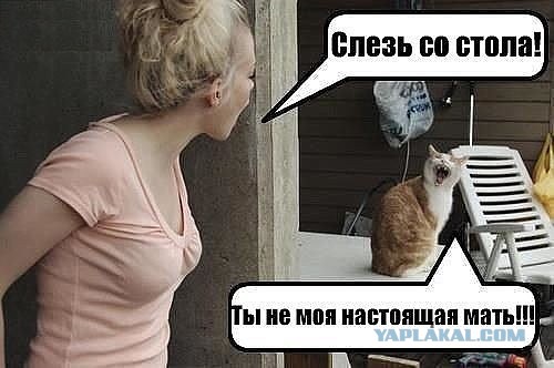 Котовторник наступил!:)