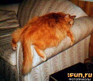Коты, кошки, котята